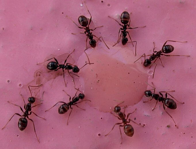 Dañinas hormigas locas de Sudamérica caen en EEUU en trampa de salchichas