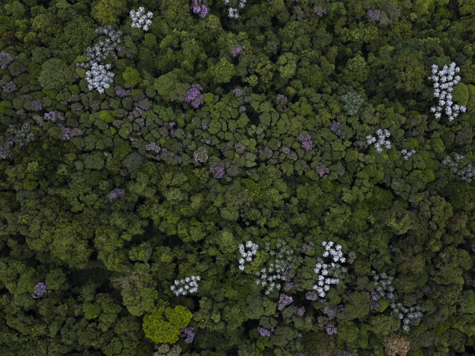 Reserva Tangará, un respiro de bosque en la mayor megalópolis de América Latina